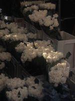 慕秋已别顺问冬安的感情含义