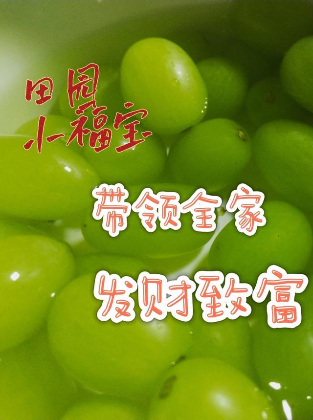 田园小福妻全文免费阅读