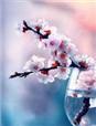 拈花一笑是什么意思