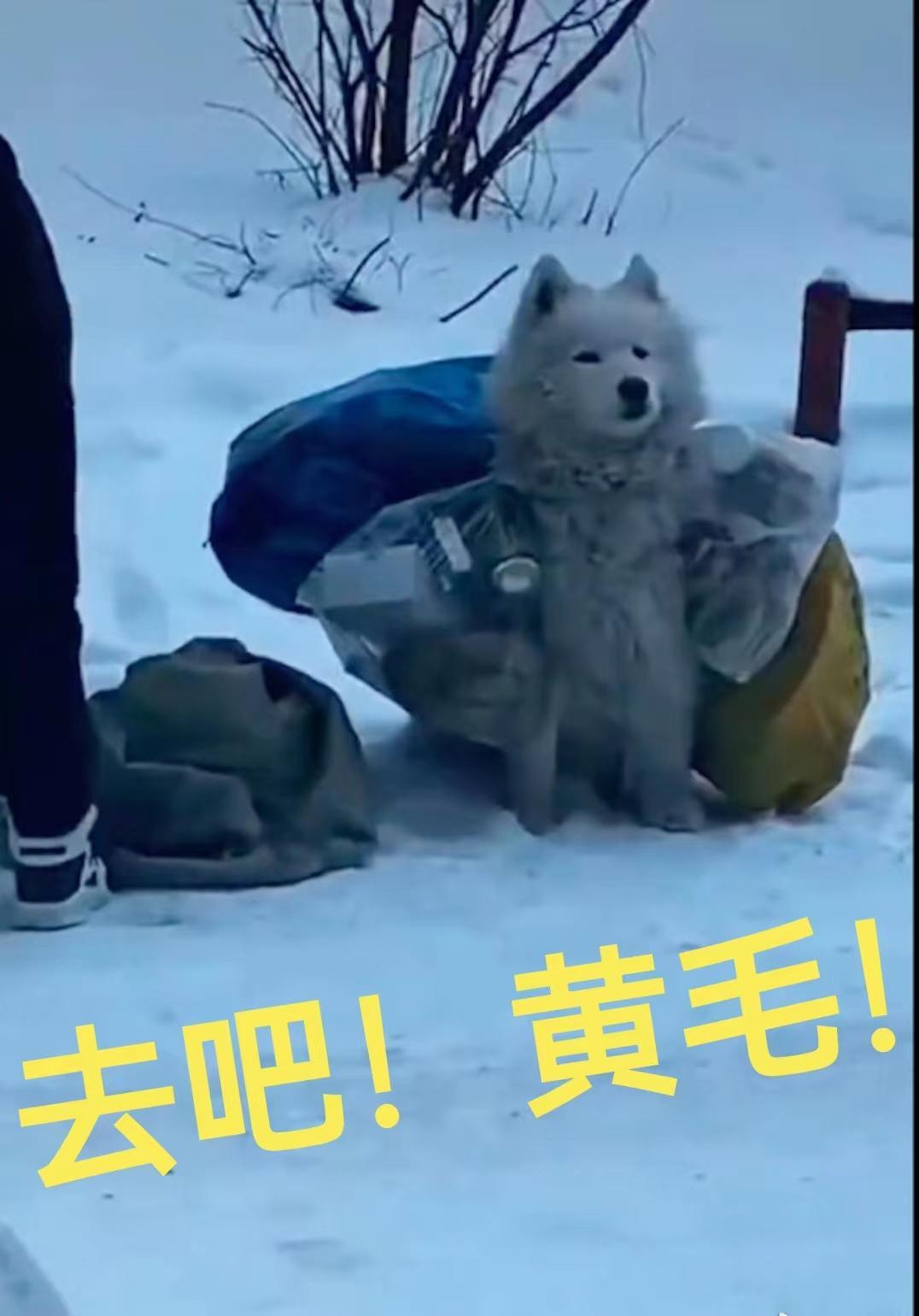黄毛pico
