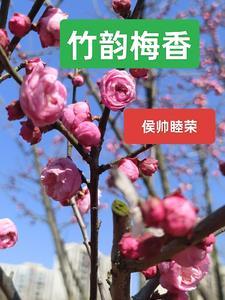 山环水绕野人家的平仄对称吗