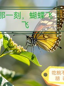 蝴蝶飞飞剧情简介